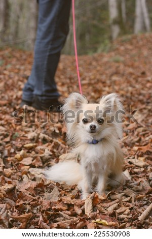 Walking a longhair chihuahua in autumn forrest on a leash
