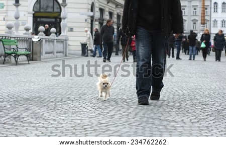 Walking a small city dog, chihuahua, crowd of people in background