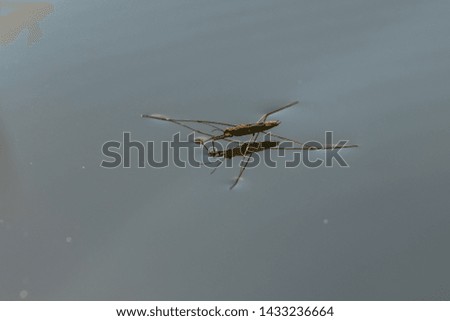 Similar – Foto Bild Wasserläufer auf Teich mit Himmelsspiegelung