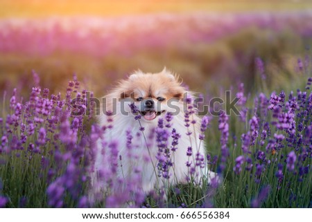 Similar – Image, Stock Photo #A# Lavender in the garden I