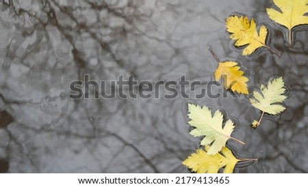 Image, Stock Photo Oak leaf melancholic and dreary in November