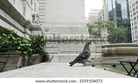 Similar – Image, Stock Photo Flowerbed with bird of paradise flowers