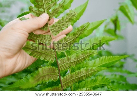 Similar – Image, Stock Photo Fern on the way