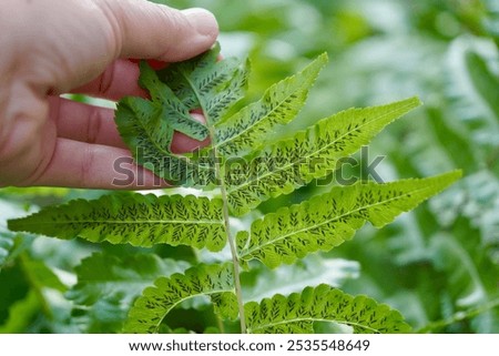 Similar – Image, Stock Photo Fern on the way