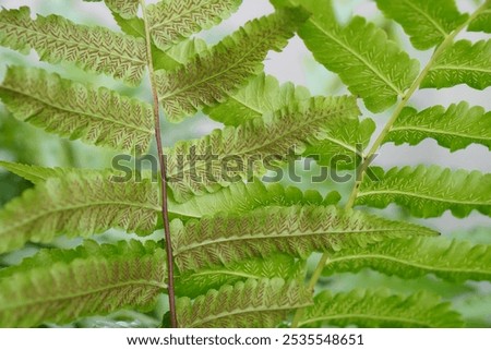 Similar – Image, Stock Photo Fern on the way