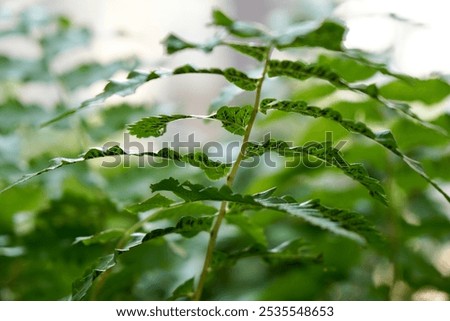 Similar – Image, Stock Photo Fern on the way