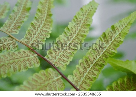 Similar – Image, Stock Photo Fern on the way