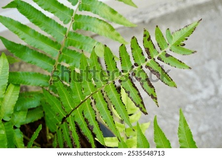 Similar – Image, Stock Photo Fern on the way