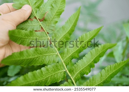 Similar – Image, Stock Photo Fern on the way