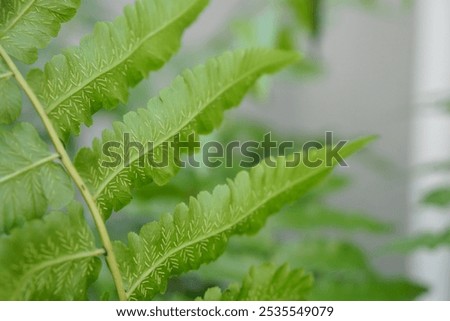 Similar – Image, Stock Photo Fern on the way