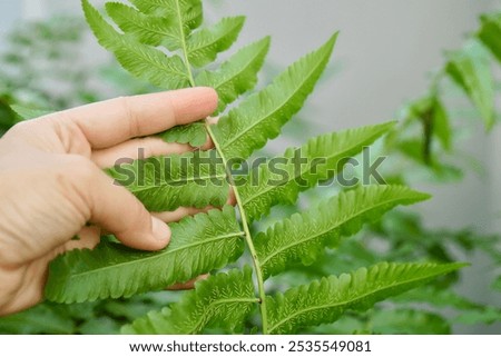 Similar – Image, Stock Photo Fern on the way