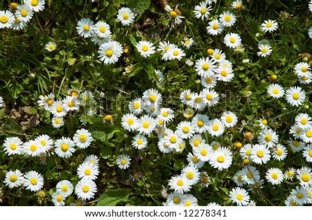 Daisies in an English Meadow for background or texture