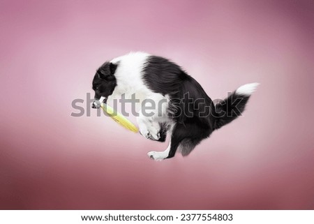 Similar – Image, Stock Photo White sheepdog with frisbee