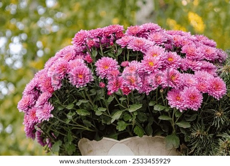 Similar – Image, Stock Photo Yellow chrysanthemum bouquet on yellow background. Copy space