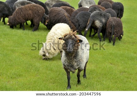 The leader of the herd standing out
