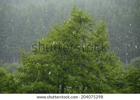 Hail storm in the forest