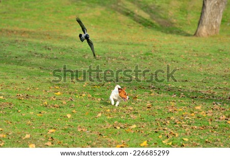 Bird chasing dog outside in park.
