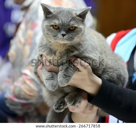 Blue Tortie British Shorthair cat being held at cat show