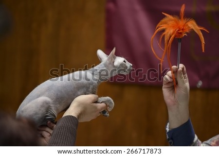 Sphynx cat being held at cat show