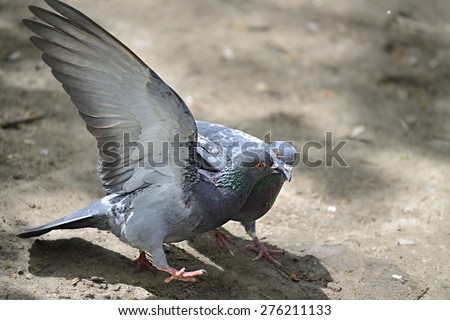 Two pigeons fighting fiercely on the ground outside.