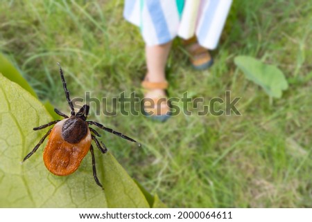 Dangerous deer tick and small child legs in summer shoes on grass. Ixodes ricinus. Parasite hidden on green leaf and little girl foots in sandals on lawn in nature park. Tick-borne disease prevention. Сток-фото © 
