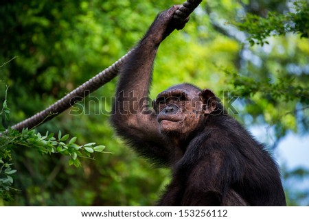 Chimpanzee in zoo