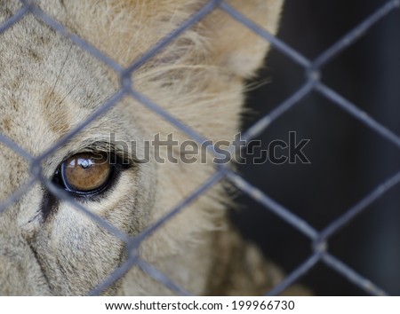 Animal background. The lion in a cage