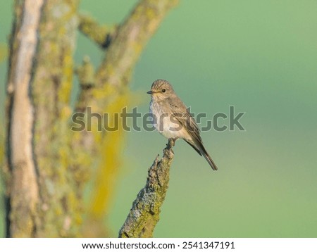 Similar – Image, Stock Photo Spotted Flycatcher Portrait