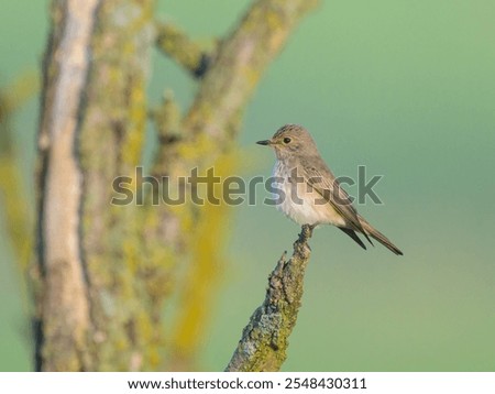 Similar – Image, Stock Photo Spotted Flycatcher Portrait