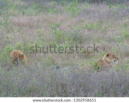 Similar – Image, Stock Photo Flowery moment Meadow