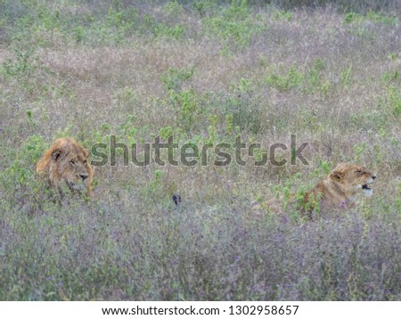 Similar – Image, Stock Photo Flowery moment Meadow