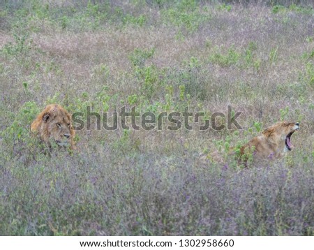 Similar – Image, Stock Photo Flowery moment Meadow