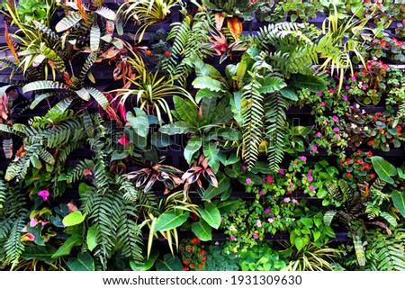 Similar – Image, Stock Photo Various plants in forest