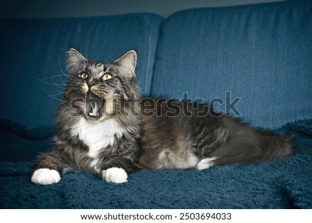 Similar – Image, Stock Photo Maine Coon cat, looking up at the sky out in nature