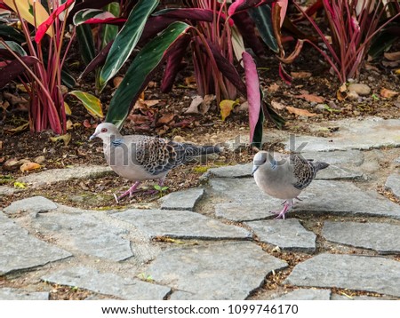 Similar – Image, Stock Photo Two doves on cobblestone