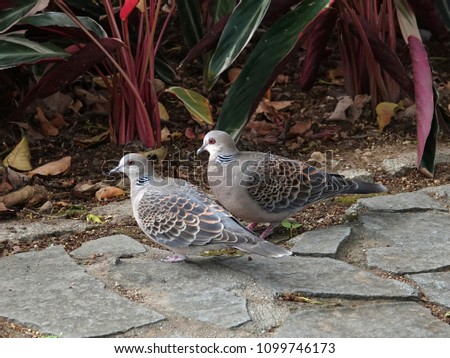 Similar – Image, Stock Photo Two doves on cobblestone