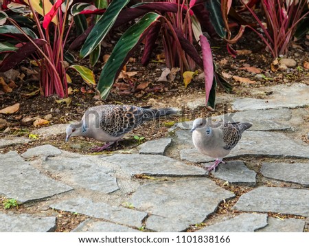 Similar – Image, Stock Photo Two doves on cobblestone