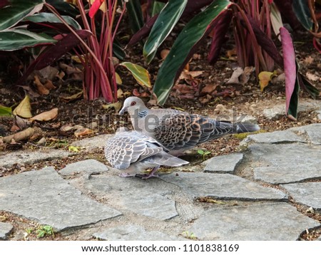 Similar – Image, Stock Photo Two doves on cobblestone