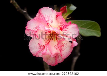 pink bignonia or desert rose (tropical flower).