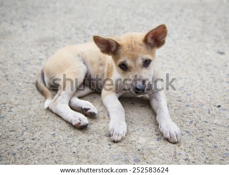 Puppy  lay down on cement floor ,curious looking straight.