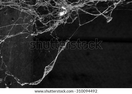 cobweb or spider web on wooden texture background wall in ancient thai house