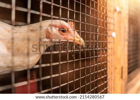 Similar – Image, Stock Photo Cock locked in a cage cock