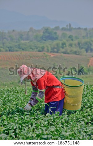 Chiang rai, Thailand - April  7 : Unidentified worker is picking tea leaves in a tea garden on April 7 2014 in Chiang rai Thailand
