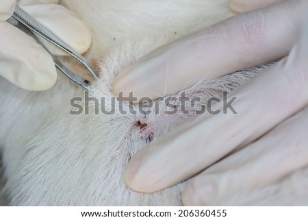 Closeup of  human hands use  silver  pliers  to search and remove  dog tick in the fur