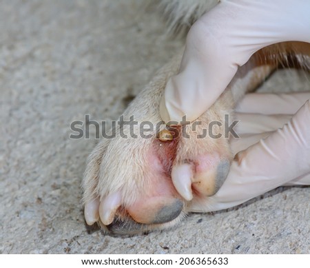 closeup of  an  adult tick hinding in  dog  foot