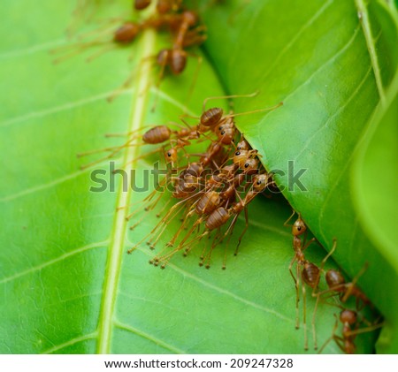 macro top view  of red ant army are  building nest by use leaf ; selective focus at  eye with blur background