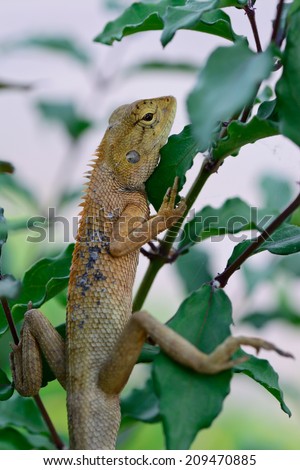 closeup side view  of Oriental garden lizard (Calotes mystaceus) hanging on small tree  ;  selective focus at eye with  blur foreground and  background