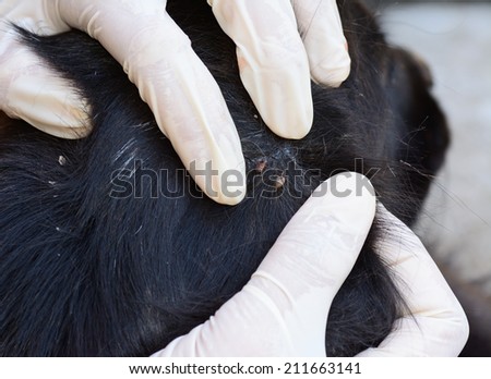 closeup of  two  adult ticks  on the dog  fur ; selective focus at dog tick