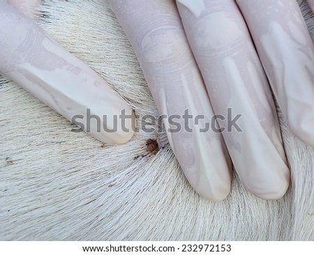 closeup of red  ticks on dog fur ; selective focus at red ticks