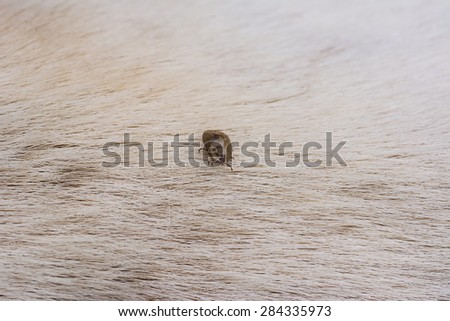 Closeup of adult tick on  dog fur,selective focus.